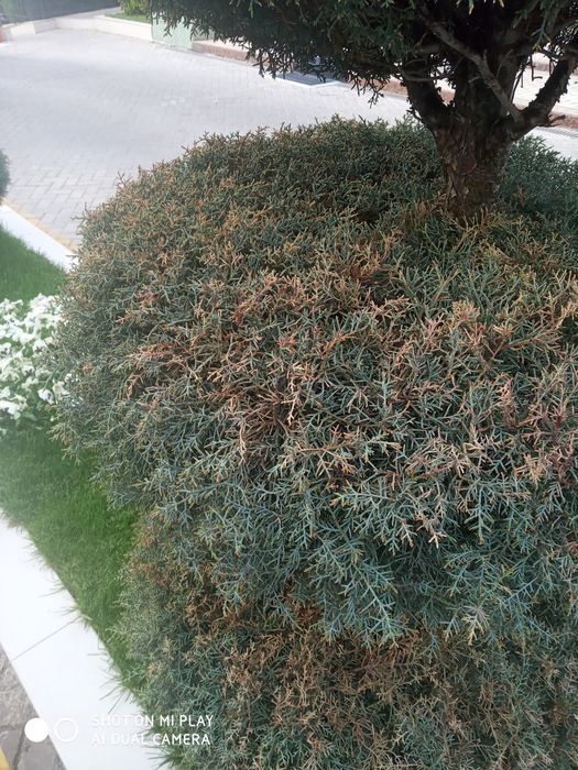 Archalarni dorilash oziqa berish