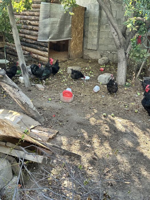 Джерси Гигант 1 жасарлар