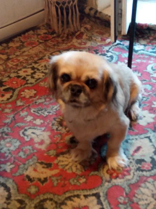 Невеста "Пекинес" ищет жениха