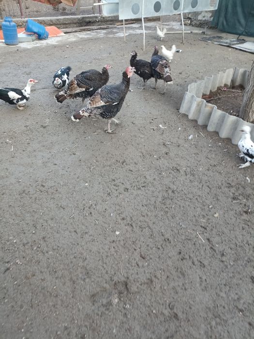 Куркалар сотилади