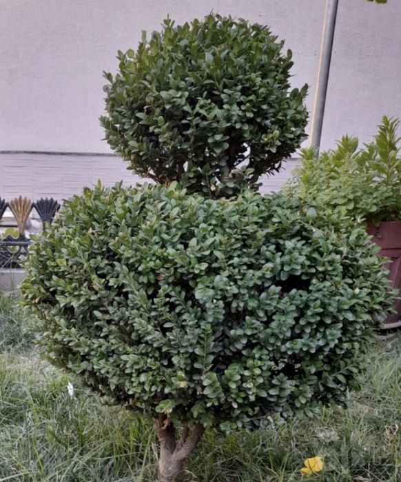 Шамшот куриниши супперпер