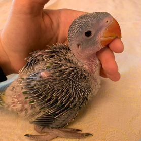 Продам Александрийского птенчика. Вылупился в инкубаторе