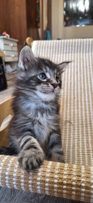 Котята   мейн-кун