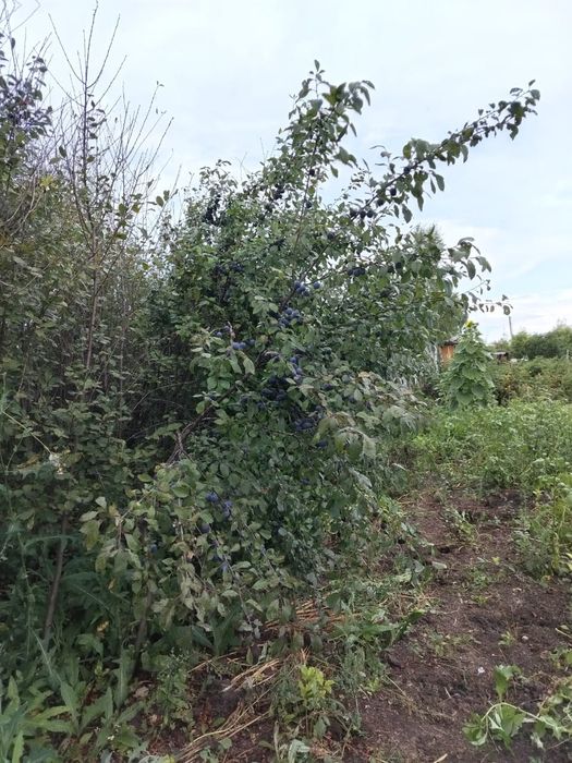 Продам дачу в ракете