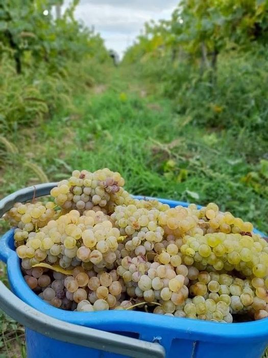 Vând struguri de vin cu transport la domiciliu