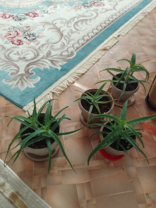 Алоэ сатылады мын тенге ден.