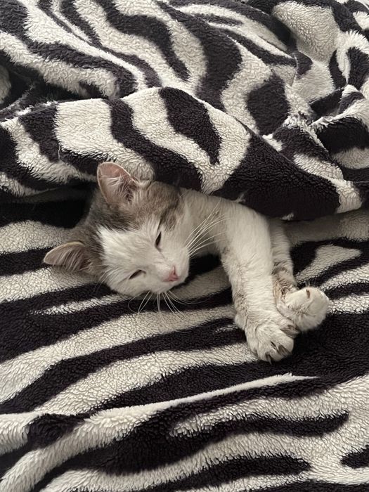 Отдадим котика в добрые руки