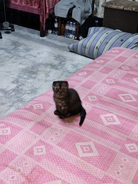Вислоухая кошечка