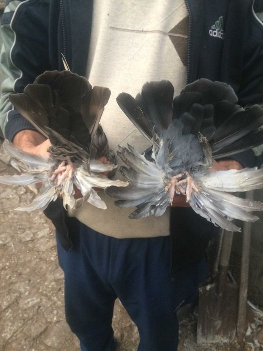 голуби двухчубые