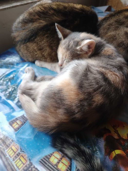 Donez pui de pisică