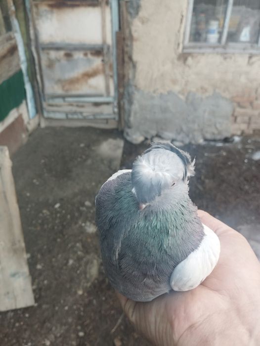 Продам самку 2025 года