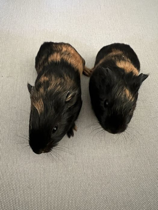Porcusori de Guineea