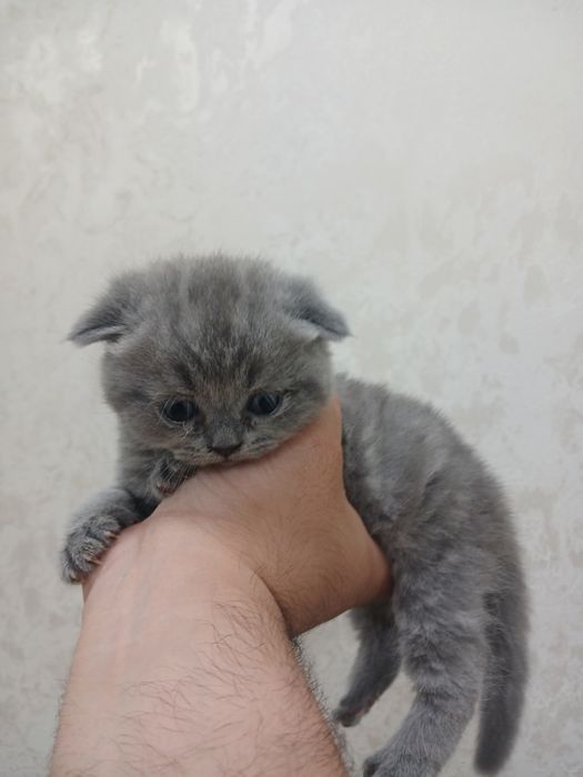 Продаётся котята чистокровные шотландские фолд и страйт мушукчалар сот