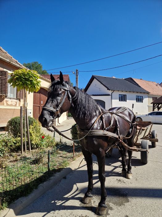 Vand cal metis de Nonius cu Frizian
