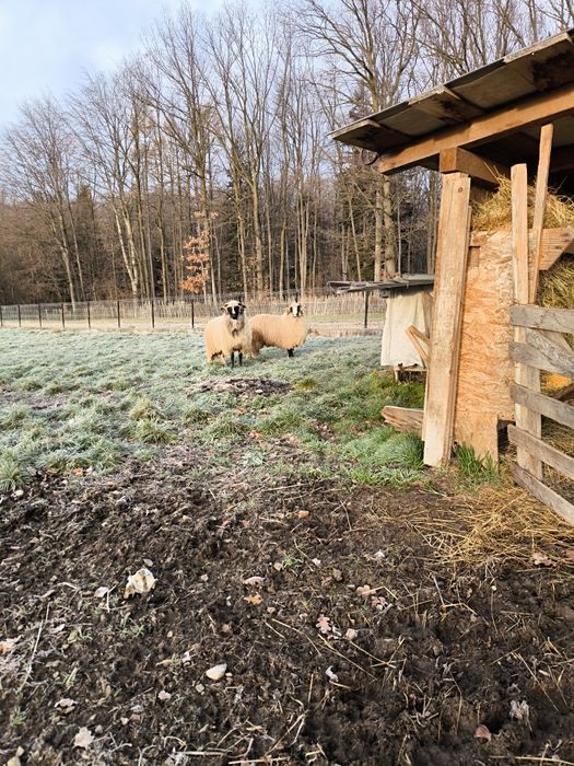 vând berbeci mai multe detalii la numărul de telefon