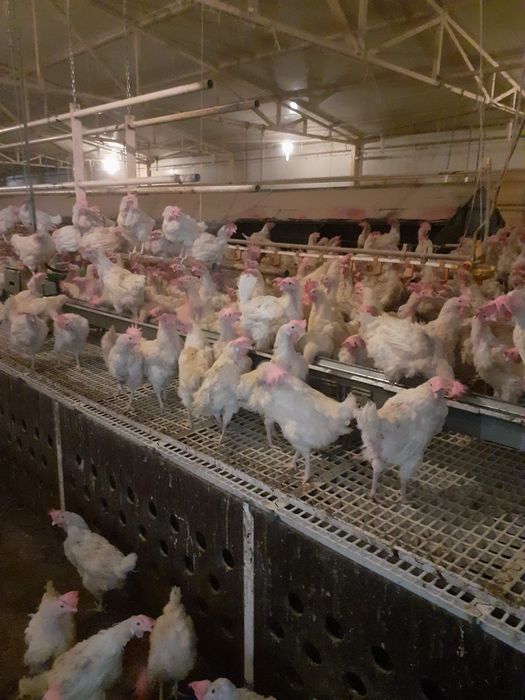 Găini albe de ouă tinere