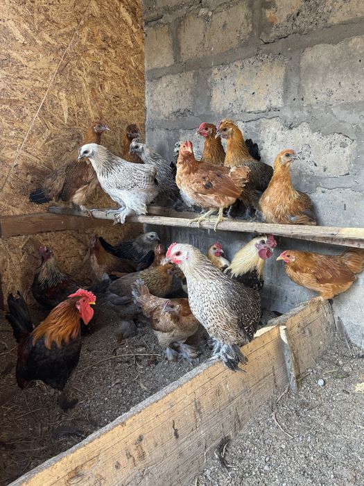 Продам птицы кур