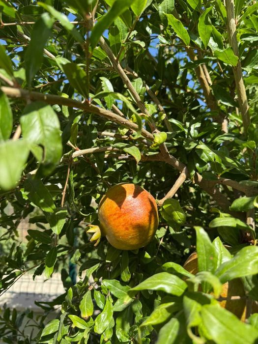 Аренда виллы "Sea Villa" в Белек (Анталия)