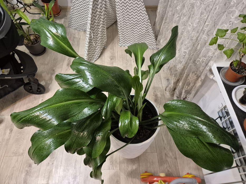 Эухарис, амазонская лилия