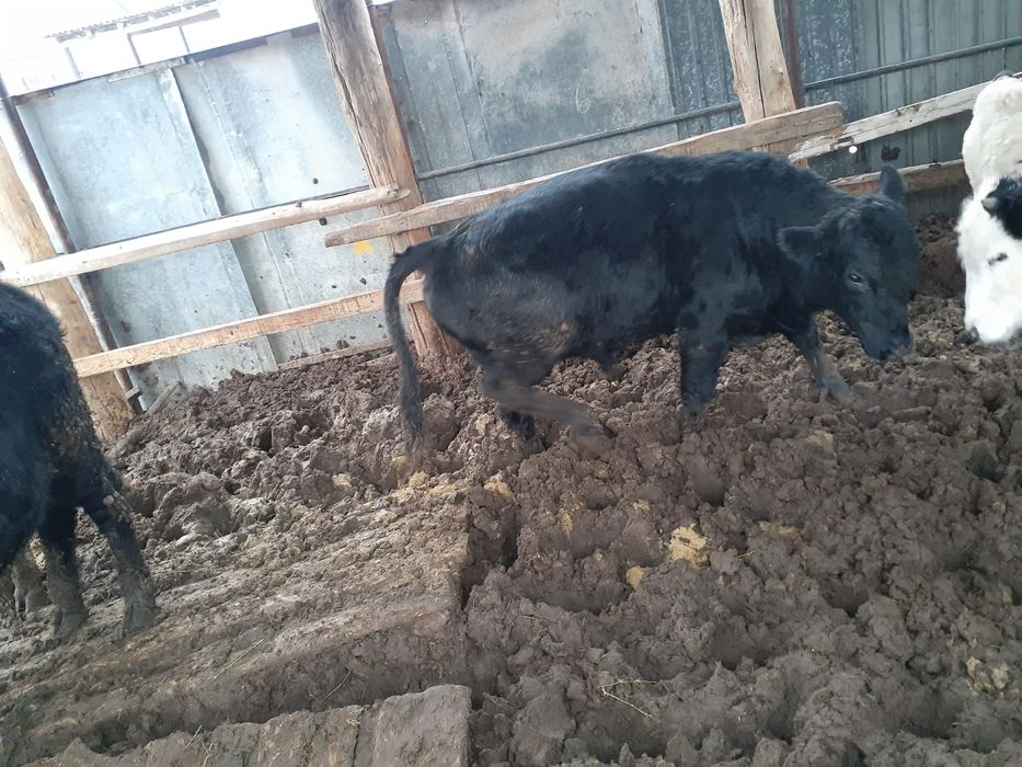 Пародный баспақ. Сиыр