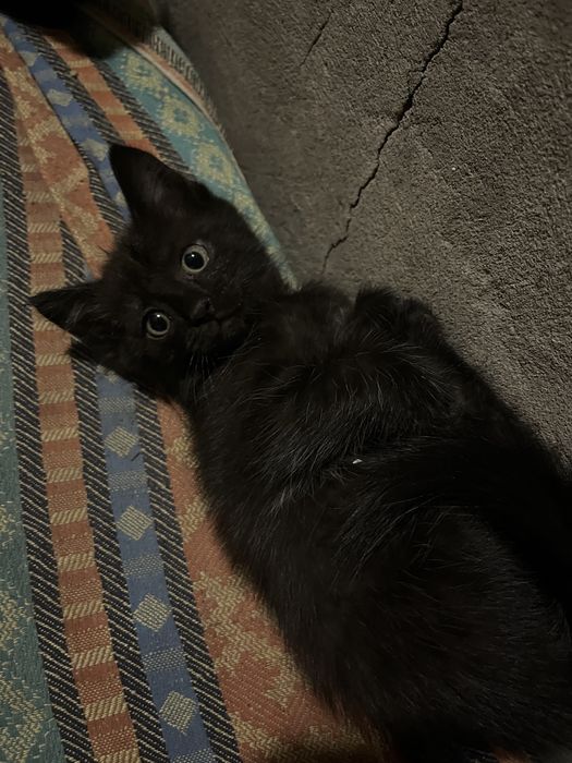 отдам котёнка, мальчик ему 1 месяц
