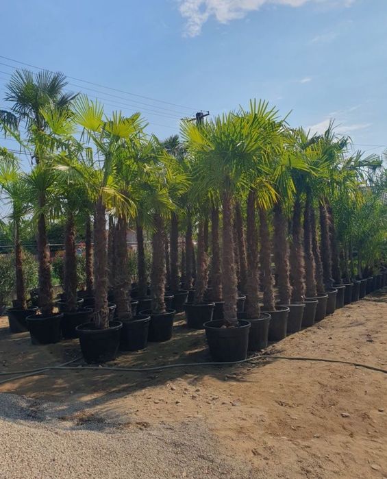 Vindem palmieri de mai multe dimensiuni ce rezista la -20grade