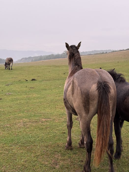 Vand sau schimb manza cu vaci/ oi sau 4x4