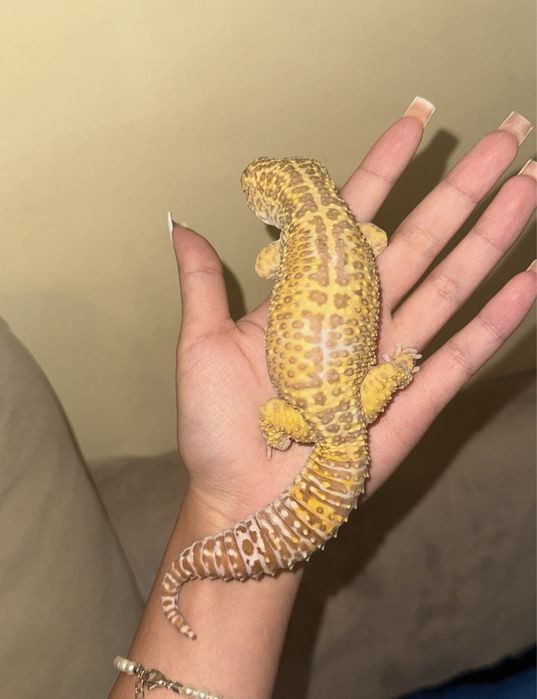 Продам эублефара с террариумом