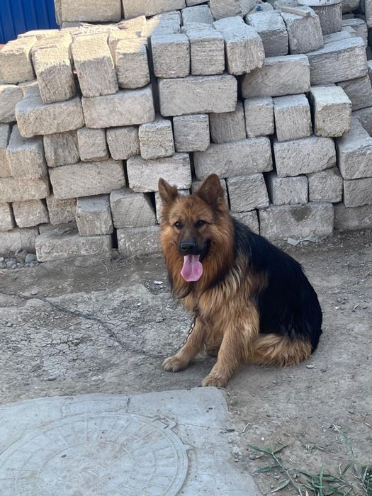 Кавказская овчарка сторожевая