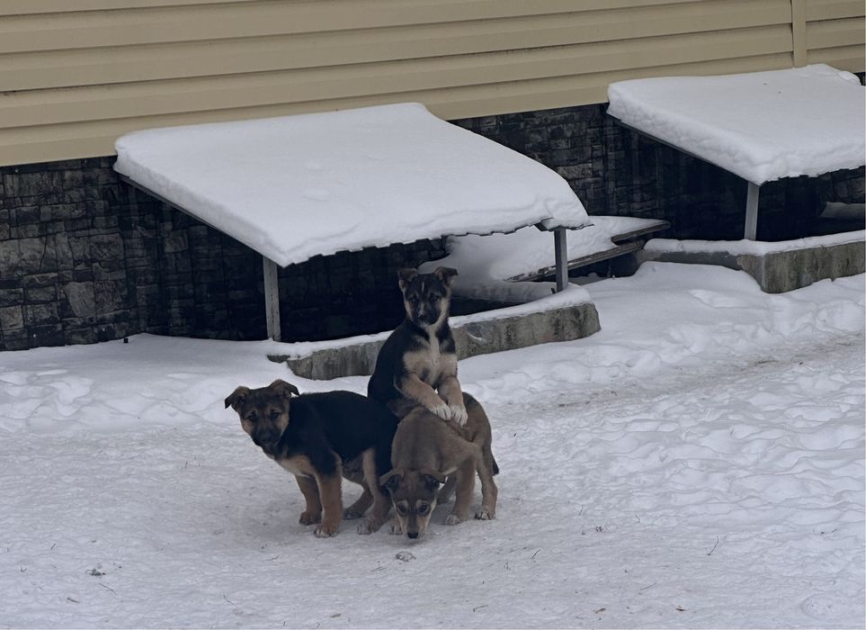 Маленькие щеночки ищут дом