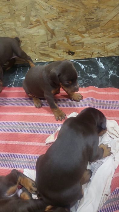 Щенки Доберман, полныц пакет документов