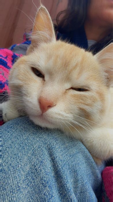Котик ищет семью