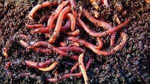 Калифорнийский красный черви