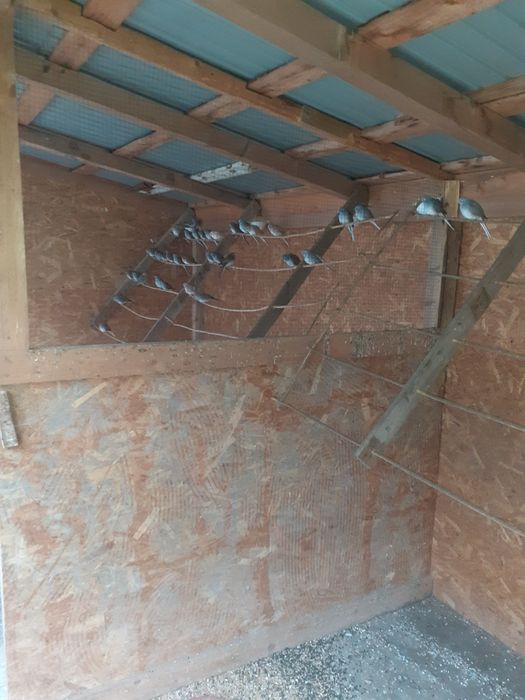 Vând turturele diamant