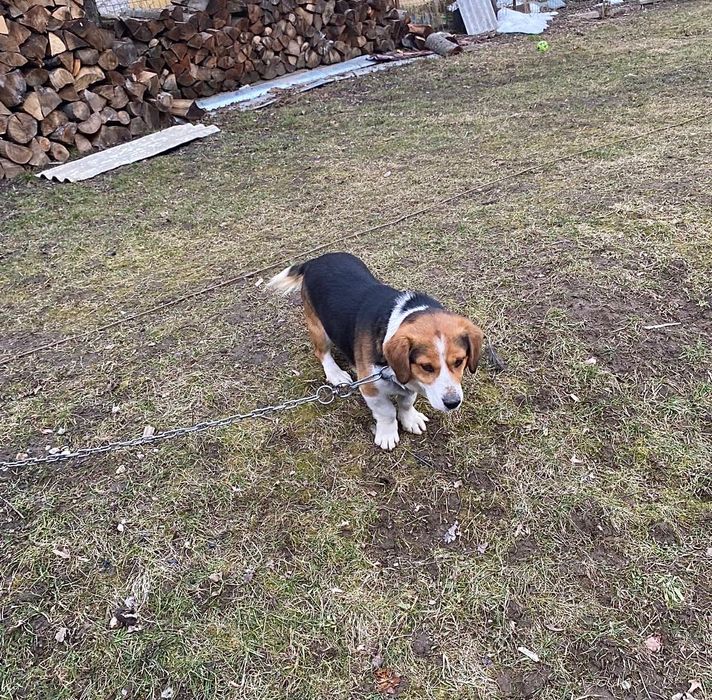 Ofer spre vânzare ! 500 lei