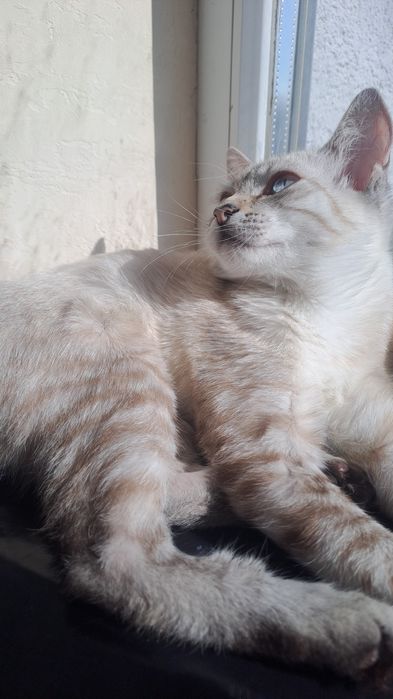 Очень милая кошечка