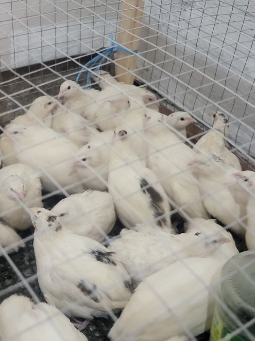 Продам перепелок по 20000 т сум