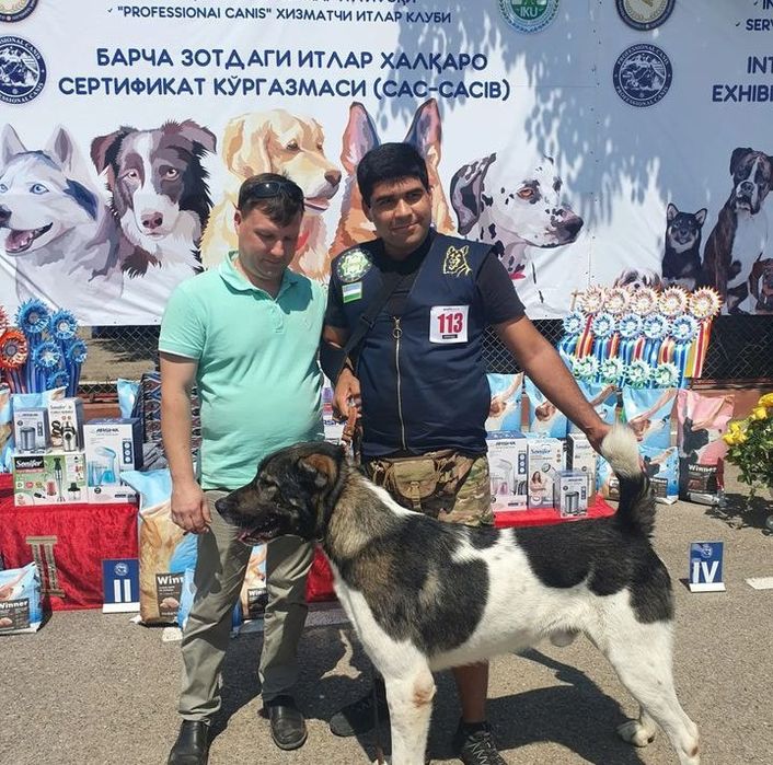 Дрессировка собак