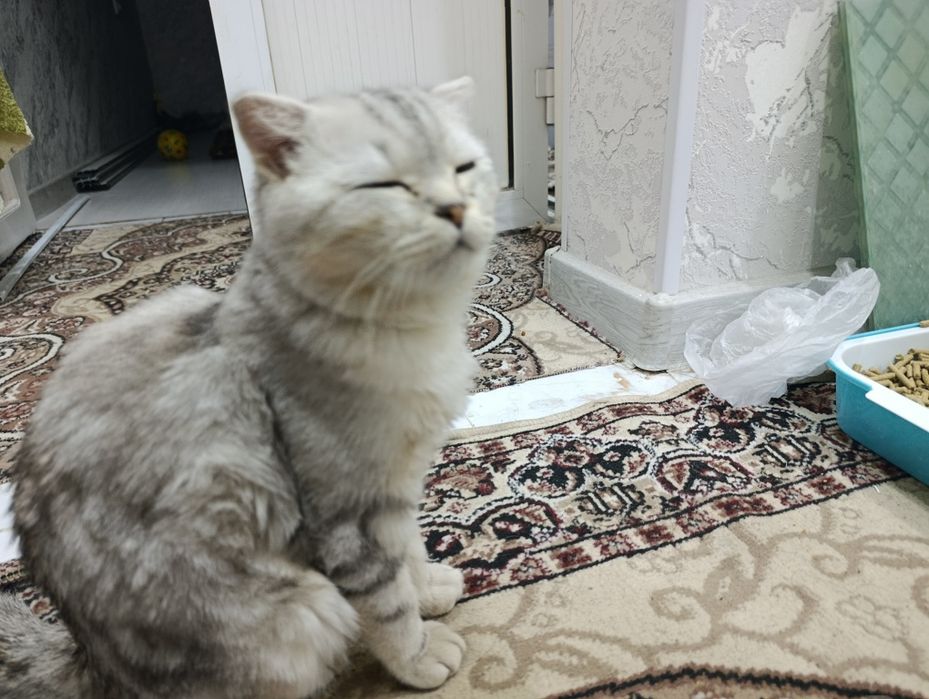 Mushuk sotiladi srochna
