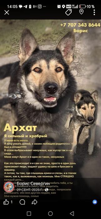 Овчарка мальчик 2 года