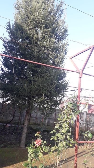 Brad de vânzare , 8 metri