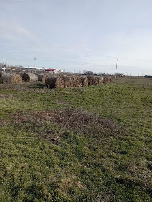 Vând 60 baloți de ciocăni cu frunze