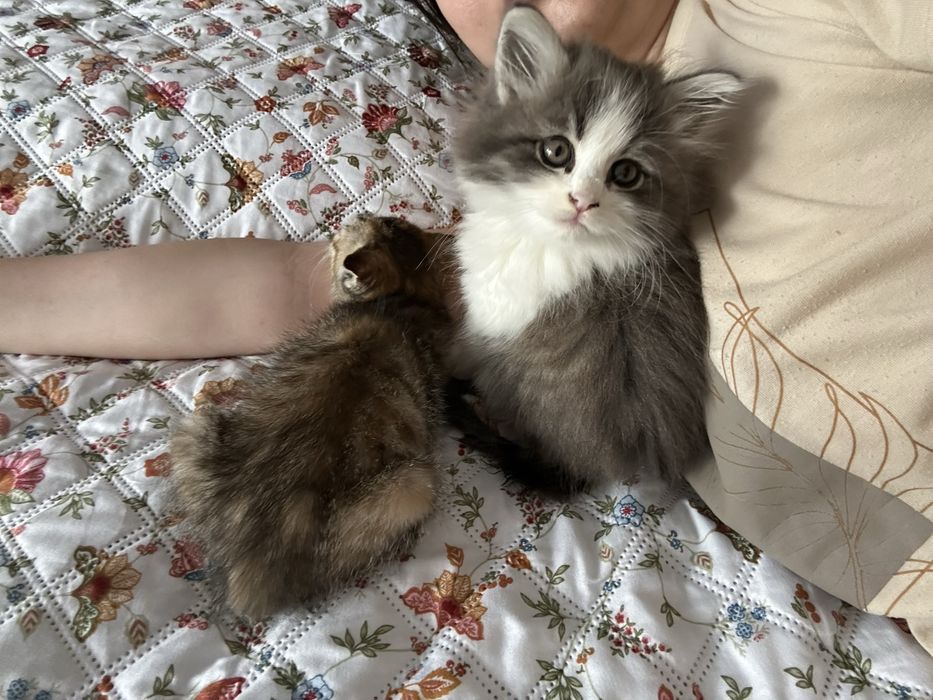 Продам ласкового пушистика