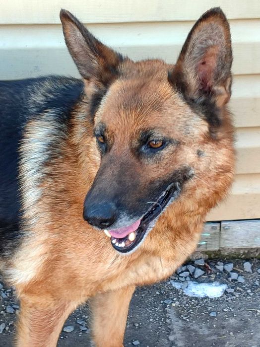 Щенки немецкой овчарки