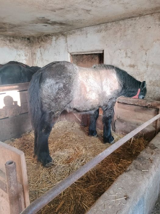 Vând 2 mânze  de 7 și 8 luni