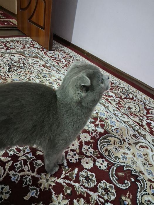 Aqqilli va muloyim mushuk