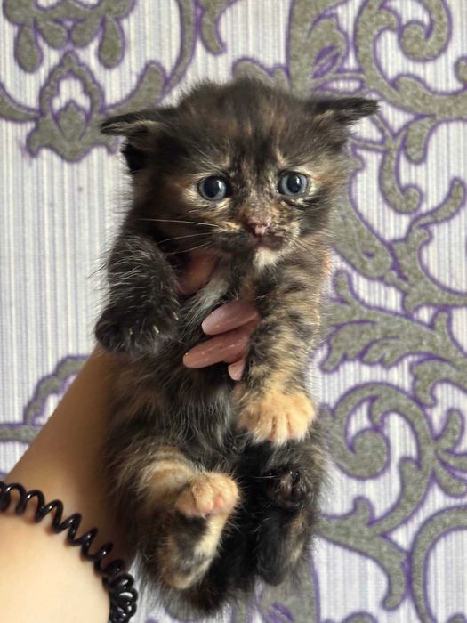 Отдаем котят бесплатно!