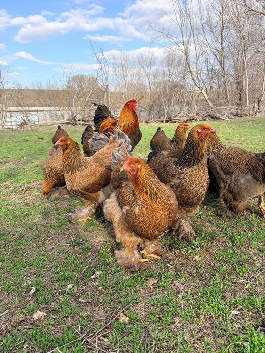 Яйца брама по 1000