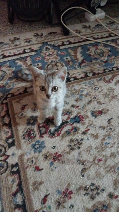 Отдам британского котика