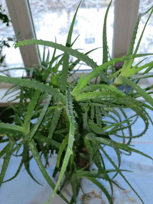 Большое АЛОЭ лечебное и красивое